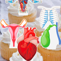 48Pcs Human Anatomy Party Cupcake Toppers Human Anatomy Body Part Birthday Party