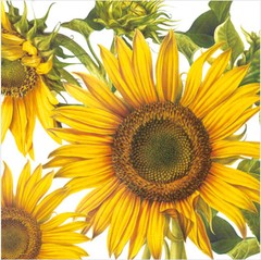 Paper Cocktail Napkins 2×20 pcs 10″x10″ Big Sunflower Thanksgiving