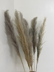 Real Pure White Dried Natural Pampas Grass Reed and Jumbo Reed