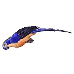 D??cor Simulation Parrot Imitation Garden Lifelike 25cm Artificial Fake