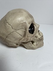 Skeleton Skull Bones Life Haunted House Escape Horror Props Plastic 6” Halloween