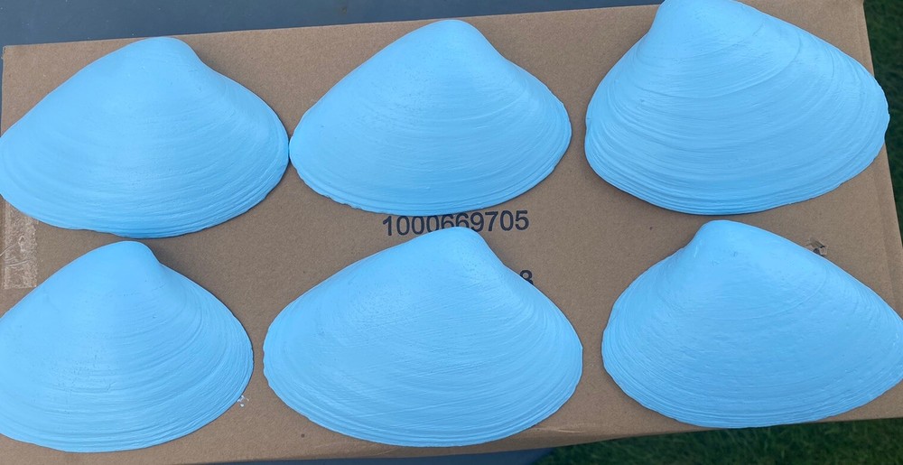 Jumbo Shells Gender Reveal , Baby Shower , Decor , Centerpiece, Blue (6)
