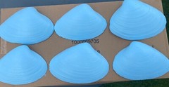 Jumbo Shells Gender Reveal , Baby Shower , Decor , Centerpiece, Blue (6)