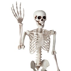 Wicked Costumes – Pose-able Skeleton (150cm) – Party Decoration