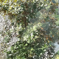 Holographic Window Decals for Bird Strikes – Glass Reminder Clear