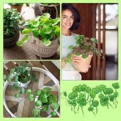 VIOCIWUO Artificial Copper Coin Grass Plants 4PCS, Fake Green