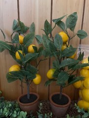 Lemon first birthday decor, garland, paper fans, fake lemons, limes & lemon tree