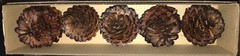 5 PCS Natural Pine Cones (Medium) 5 to 8cm FOR ALL SEASONS