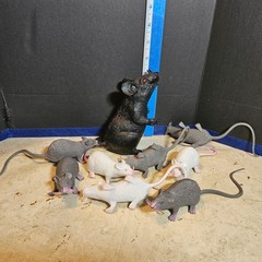 Bag of 8 Mice & 1 Rat Plastic/Rubber Halloween Decorations