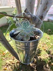 12 Metal Buckets 5 Inch Galvanized Pail for Wedding Decorations Party and Garden