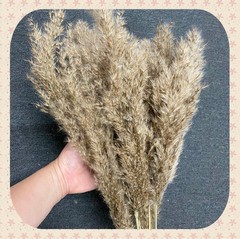 Real Pure White Dried Natural Pampas Grass Reed and Jumbo Reed
