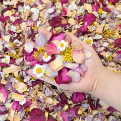 5 QT Dried Flower Petals Biodegradable Wedding Confetti Toss Rose Petals