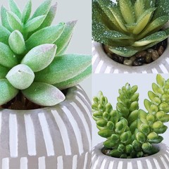 Winlyn Set of 3 Artificial Succulents Plants in Mini Gray and White Pots