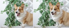 Mizii 3 Packs Artificial Vines Garland 78» Fake Ficus Vine Greenery Garland