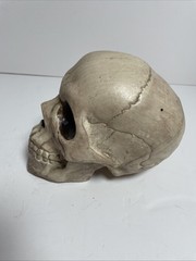 Skeleton Skull Bones Life Haunted House Escape Horror Props Plastic 6” Halloween