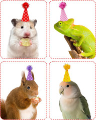 10 Pack Mini Animal Hats for Small Pets – Adjustable Felt Headbands