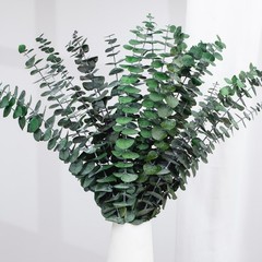 Tavkite 16 Pcs Dried Eucalyptus Stems, 17» Natural Fresh 15-17 inches, Green