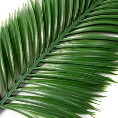 Antspirit Depth: 13 inches, Width: 5 Height: 1 inch, Light Green