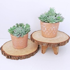 Supla 11 Pcs Mini Artificial Succulents Picks Unpotted Faux Succulent Green