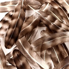 Daieeparty 12pcs Natural Grey Reed Chicken Feathers Bulk 6-8 inch Chinchilla …