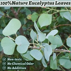 Dried Eucalyptus Leaves 500 Pcs 9oz 1.5-3″ Natural Decor – Wedding