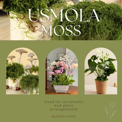 USMOLA 3.5OZ Fake Moss for Plants Indoor – Artificial Natural Green