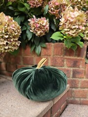 Mustard Gold Luxury Silk Velvet XL Pumpkin Real Stem Decor Autumn