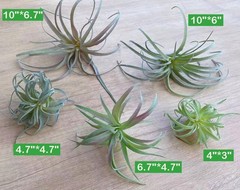 Casktcom® Large Green Real Touch Faux Air Mix Size, Green, Light