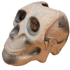 Plastic Human Skull Small 5″ Decoration Halloween Gothic