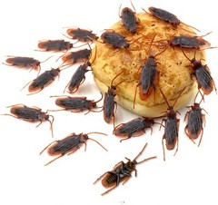 20 Prank Fake Roaches Plastic Cockroaches Creepy Roach Bugs Party Game Toy Gifts