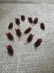 12pcs Fake Cockroach Halloween Party Decoration Trick Props Supplies Kids Favor