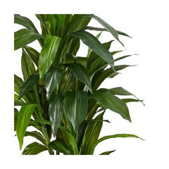 Nearly Natural 48in Artificial Dracaena with Real Touch Leaves … FAST USA SHIP