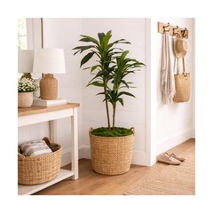 Nearly Natural 48in Artificial Dracaena with Real Touch Leaves … FAST USA SHIP