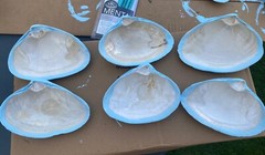 Jumbo Shells Gender Reveal , Baby Shower , Decor , Centerpiece, Blue (6)