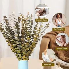 20 PCS Dried Eucalyptus Stems, 17» Natural Real Live Yellow