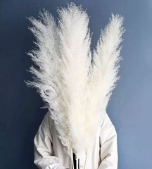 Real Pure White Dried Natural Pampas Grass Reed and Jumbo Reed
