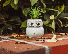 Harry Potter Hedwig 3-Inch Ceramic Mini Planter with Artificial White