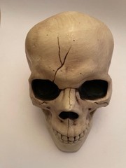 Halloween life size skull