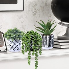 Winlyn 3 Pcs Small Potted Succulents 5.9″-7.4″ Wide and 7″-11″ Tall, Green