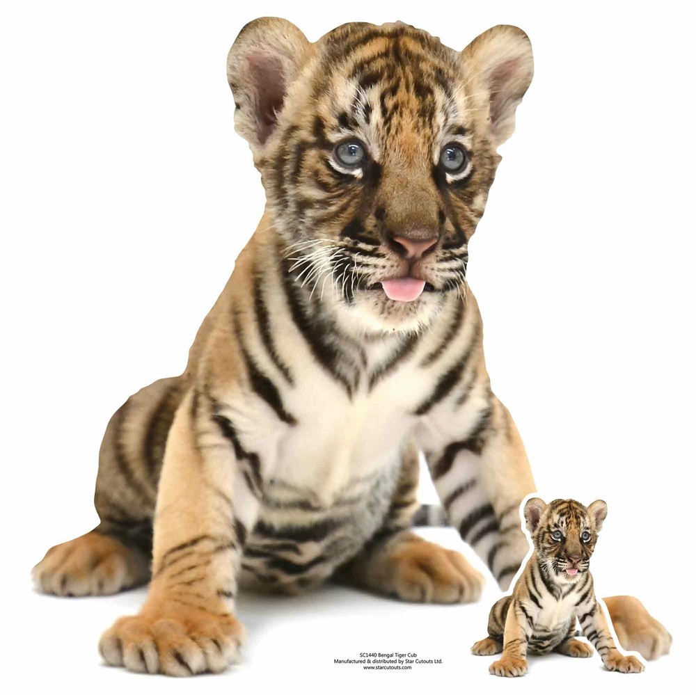 Bengal Tiger Cub Lifesize and FREE Mini Cardboard Cutout – Cute Animal Wildlife