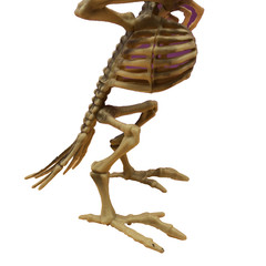 CROW SKELETON BIRD Poseable Wings & Jaw Prop Decoration 7.25″ Distressed