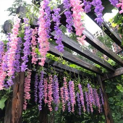 Fake Hanging Flowers – 12 Pieces 3.75 Feet/Piece Artificial Wisteria Vine Ratta