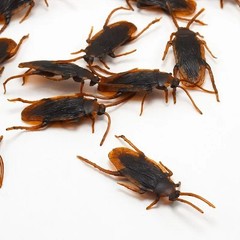 Fake Plastic Cockroaches,Scorpion Halloween Prank Rubber Bugs Joke Toys GagProps