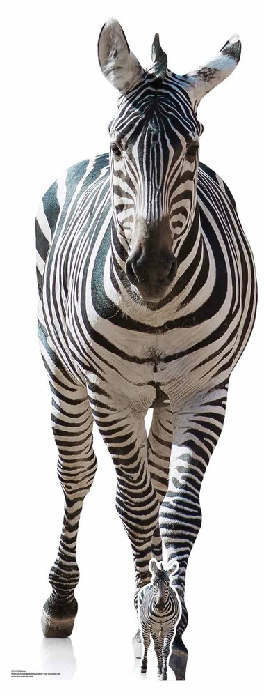 Zebra Lifesize and FREE Mini Cardboard Cutout – Animal Wildlife Safari
