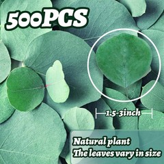 Dried Eucalyptus Leaves 500 Pcs 9oz 1.5-3″ Natural Decor – Wedding