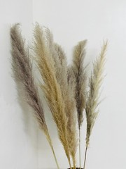 Real Pure White Dried Natural Pampas Grass Reed and Jumbo Reed