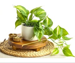 Kurrajong Farmhouse Dark Green Pot: 3.5″ H x 5″ W, Plant: 12″ L,