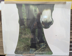 Donkey Lifesize Cardboard Cutout / Animal Standee 130cm Tall *Damaged*