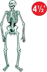 Jointed Skeleton Party Accessory 1 count 1/Pkg