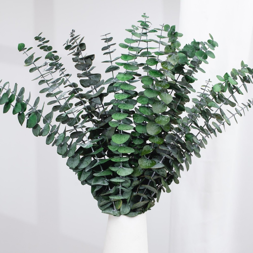 16 Pcs Dried Eucalyptus Stems, 17» Natural Fresh 15-17 inches, Green